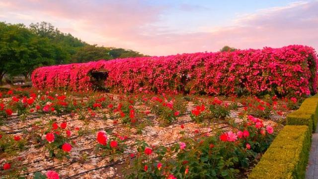 222종 장미가 한곳에... 24시간 내내 공짜로 즐기는 역대급 '꽃의 성지'