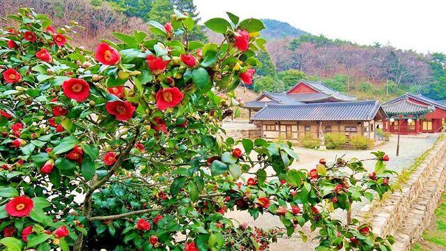 1500그루 동백이 호위하는 천년고찰…'무료' 힐링 명소, 정약용도 사랑한 '이곳'