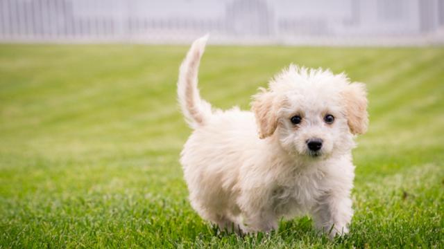 반려견 쓰다듬고 산책하면 스트레스 감소...