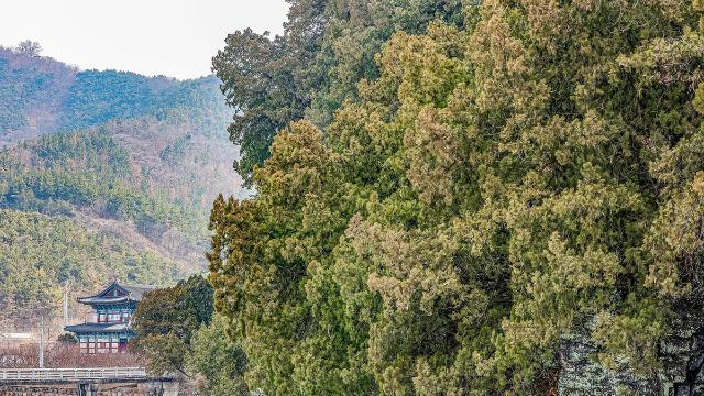 [여행honey] 대구여행 2題…측백나무 숲과 달성토성