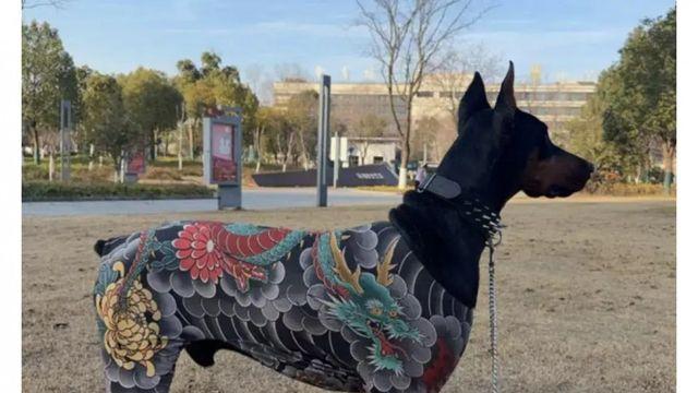 이레즈미 강아지옷 후기