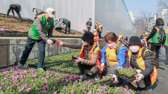 과천 굴다리길, 시민 150명의 손길로 ‘꽃길’ 변신…1만8천 포기 식재