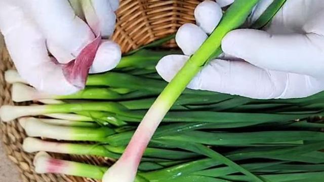 대파도, 부추도 아니다...3월엔 '이것'을 팍팍 무쳐야 입맛이 싹 돕니다