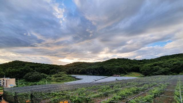 [로컬의 재발견] 칼국수에서 포도로…'토종 와인 성지'로 변신한 대부도