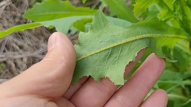 깻잎, 마늘 아니다...3월에 먹는 삼겹살 옆엔 꼭 '이 채소' 놓으세요