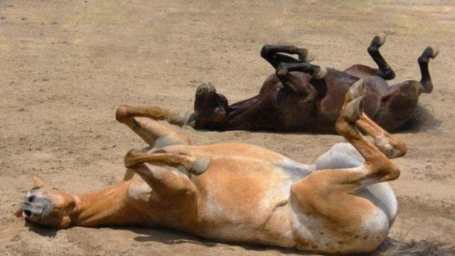 말은 어떻게 잘까요?