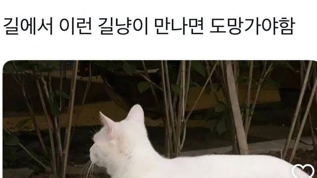 길에서 이런 고양이 만나면 도망가야함