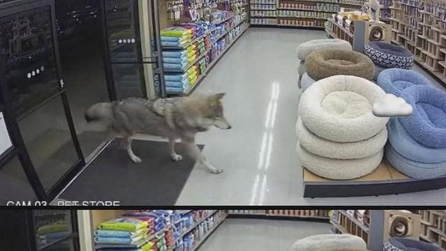 밤늦게 애견용품점에 들어온 늑대