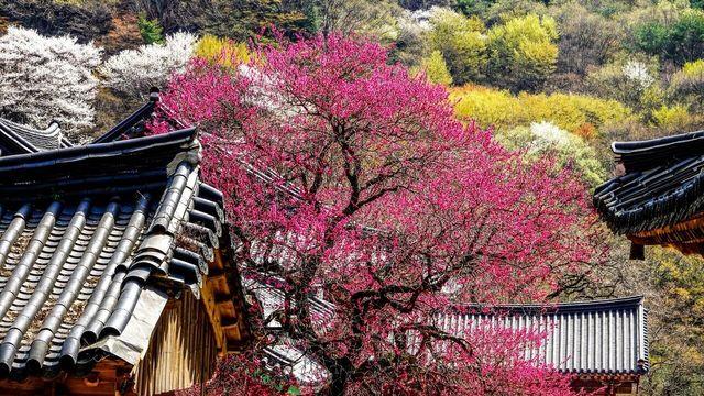 매화·진달래·벚꽃까지…꽃길 따라 걷는 봄 여행