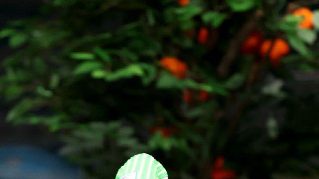 '당구여제' 김가영 vs '무관신예' 한지은,  LPBA 왕중왕전 결승 격돌