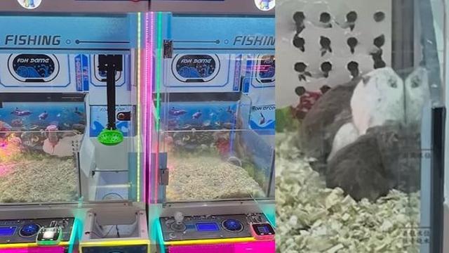 뽑기 기계에 햄스터가…“먹이도 제때 안줘, 스트레스 받는 듯”
