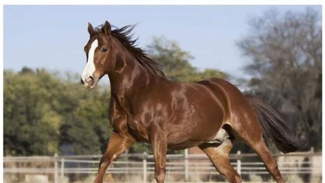 무협 만화에서 잘 안나오는 존재