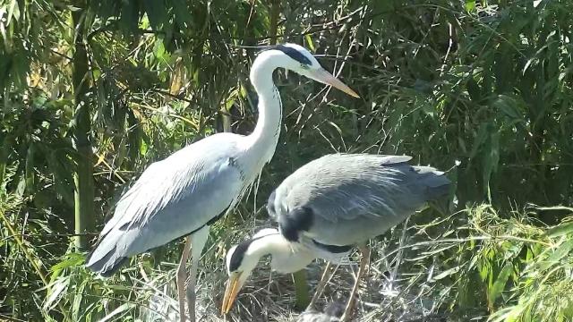울산 삼호철새공원서 16일부터 하중도 물새 관찰장 운영