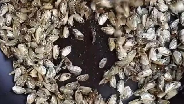 멸치 똥 절대 버리지 마세요...'이렇게' 하면 돈 버는 셈입니다