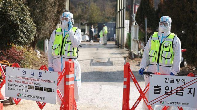 농식품부 방역망 뚫려…소·돼지·닭 전염병 2년 연속 동시확산(종합2보)