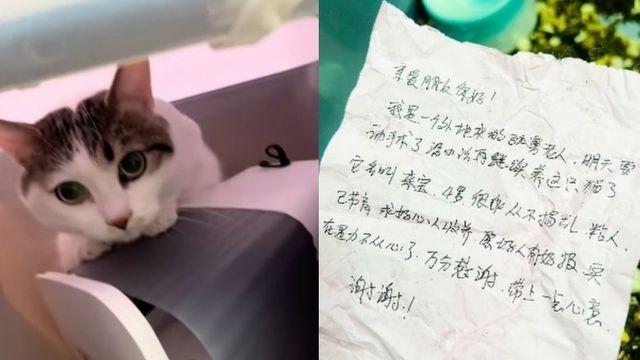 수술 앞둔 주인의 마지막 배려…현금·쪽지와 남겨진 고양이