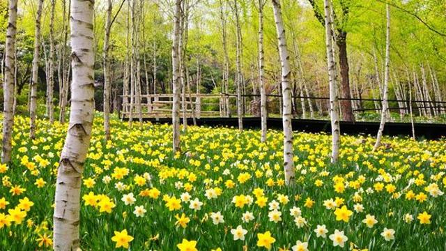 단풍 성지였는데 반전이다… 1000여 그루 자작나무와 수선화가 어우러진 '국내 명소'