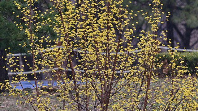 날씨, 전국 봄비 