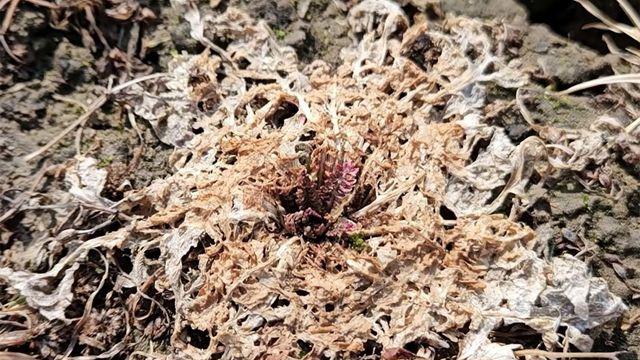 그냥 잡초인 줄 알았는데... 보이면 일단 캐야 하는 '최고급 봄나물'이었다