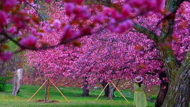 입장료 0원인데 이 정도라니… 불국사 입구서 만나는 300그루 '겹벚꽃 군락'