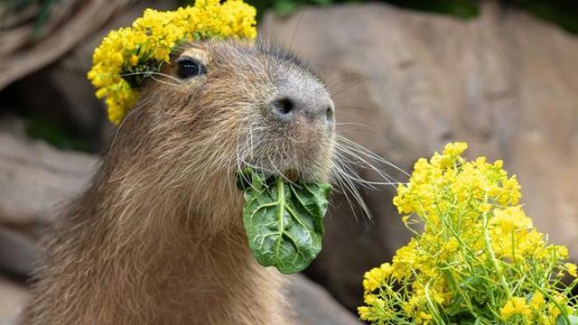 [위키뉴스] 유채꽃 화관 쓴 카피바라 영접할 수 있는 롯데월드 아쿠아리움 근황