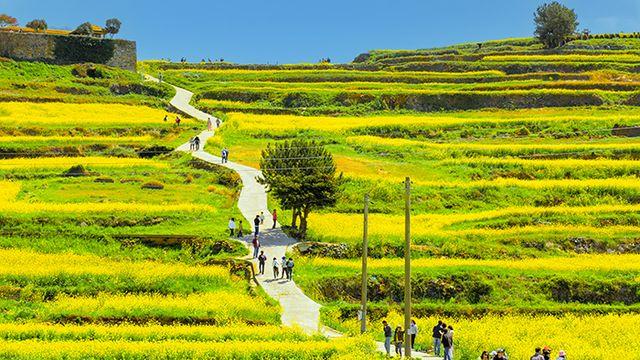 유채꽃 물든 아시아 첫 슬로시티… 청산도, 올봄 ‘느린 걸음’으로 여행객 부른다
