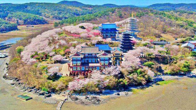 흔치 않은 '바다 위' 벚꽃 명소…축구장 4900개 숲 지나 만나는 '무료' 장관