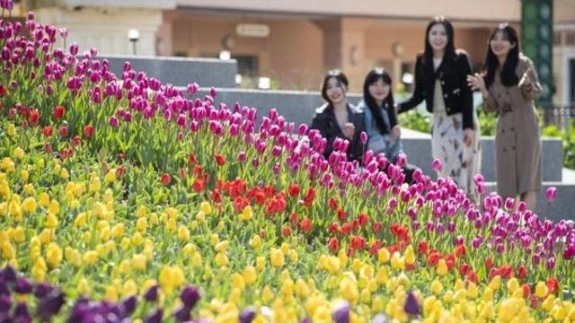 '2026 에버랜드 튤립축제' 불꽃놀이 시간과 입장료 가격 정리