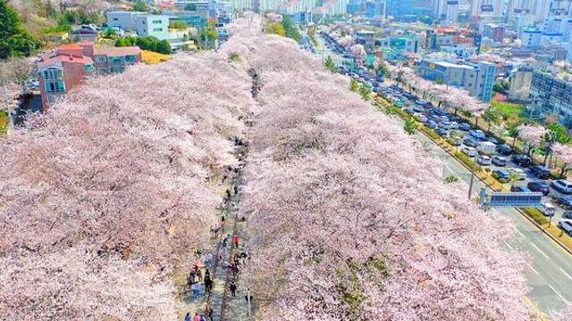 놓치면 내년에나 본다… 무려 800m 철길 양옆으로 쭉 펼쳐진 '벚꽃터널'