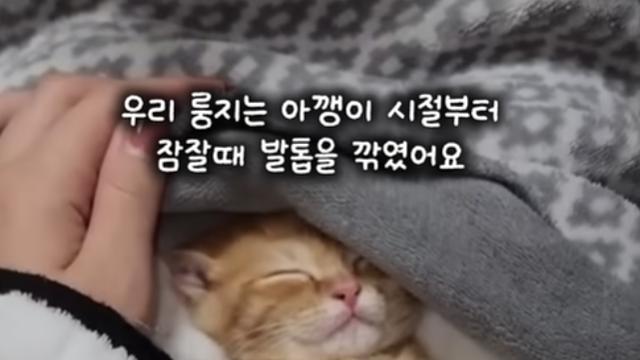 고양이 애기 때부터 자는 동안에 발톱을 깎아주면 커서
