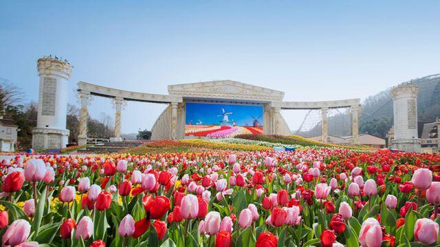 120만 송이 튤립의 유혹… 에버랜드, '역대급' 콘텐츠로 봄의 서막 연다