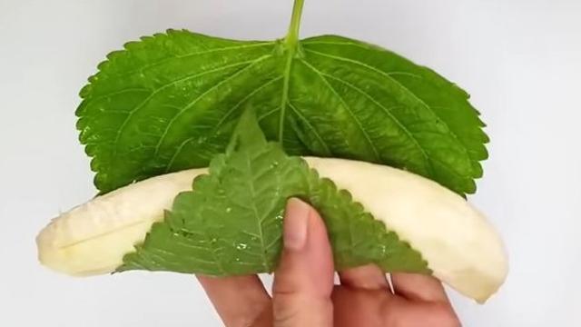 바나나를 '깻잎'에 싸보세요...이 좋은 걸 이제야 알았습니다