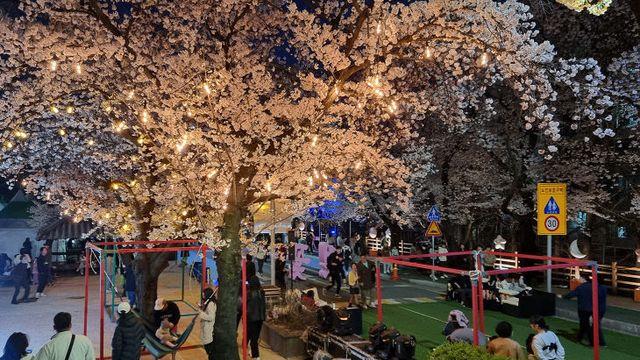 안동시, 봄꽃 여행지로 우뚝...체류형 봄꽃 관광지 주목