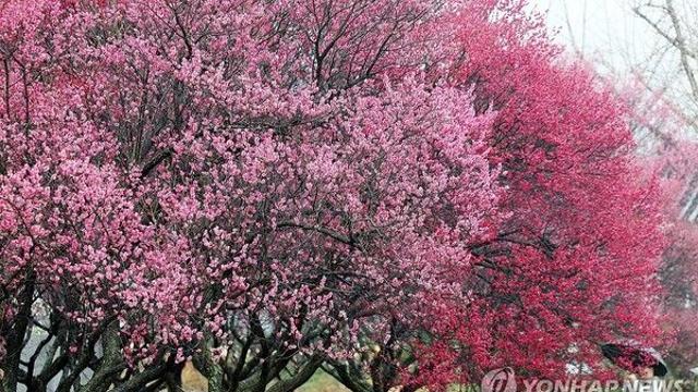 [날씨] 춘분, 하늘은 맑지만 일교차 20도…“건강관리 유의”