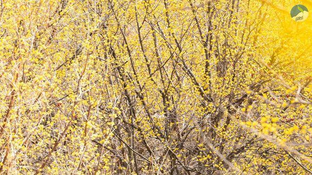 꽃 피기 전에 체크해야 할 좋은 국내 봄꽃 축제 모음