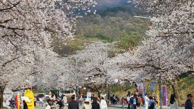 기후변화에 개화 시기 변동성 커진 봄꽃, 일정 연기·연장 지자체 속출