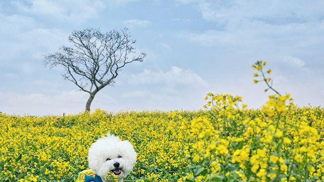 국내 반려동물 동반 숙박여행, 2년새 7%p 껑충… 호텔가, 펫 맞춤 서비스 경쟁