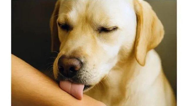 강아지가 혀를 대고 있는 이유