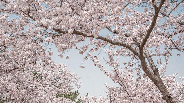 '벚꽃 개화시기 시작' CCTV로 보는 실시간 명소 현황