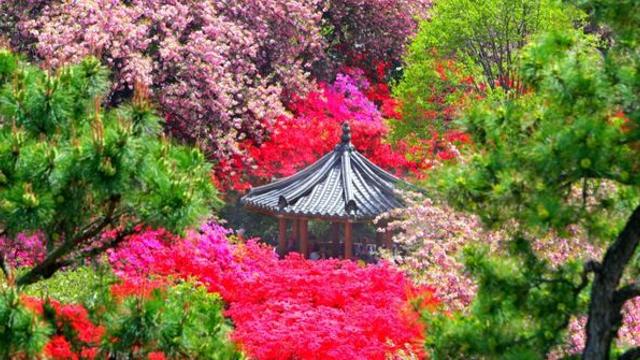 고즈넉한데 풍경까지 미쳤다… 4월 되면 겹벚꽃 터널로 난리 나는 의외의 '국내 명소’