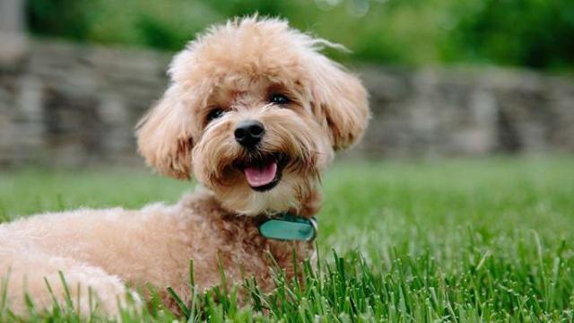 강아지와 딱 10분만 대화할 수 있다면… 한국인들이 가장 먼저 묻고 싶은 ‘의외의 질문’