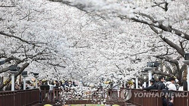 진해군항제 D-4일…36만 그루 왕벚꽃 향연·풍성한 콘텐츠 준비