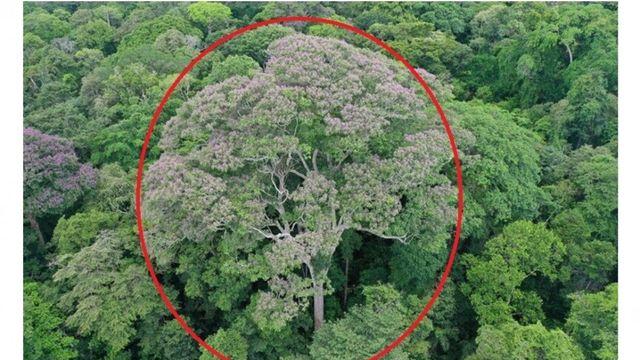 경쟁자를 죽이기 위해 일부러 번개를 맞는 나무