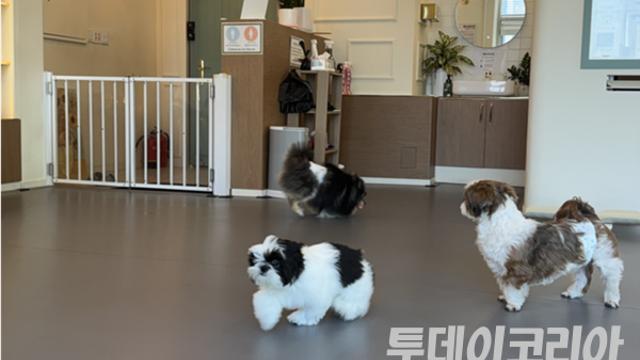 [Today is] ‘소유물’ 넘어 함께 살아가는 ‘반려’로···3월 23일 국제 강아지의 날