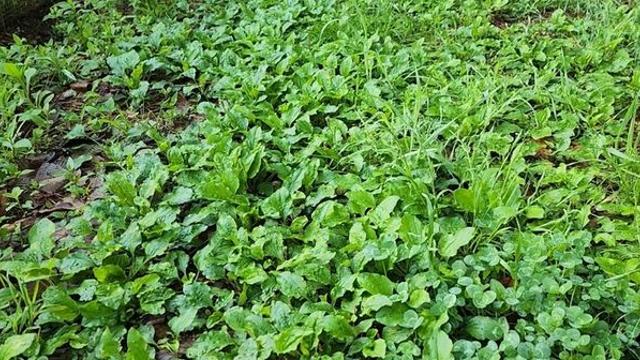 잡초인 줄 알고 무시했는데, 사실은 '천연 정력제'라는 나물