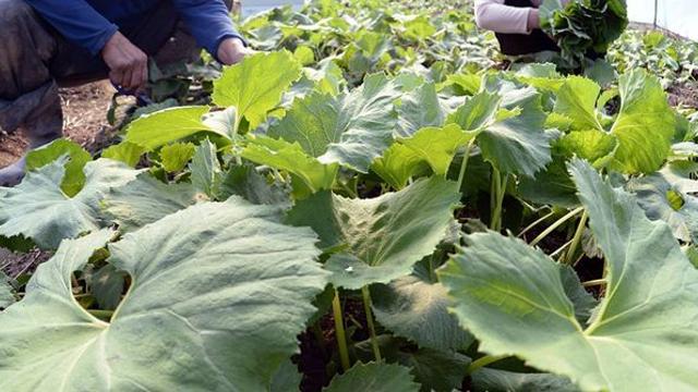 외국에선 '금지 약물'인데…한국에선 4월만 되면 없어서 못 먹는 ‘이 나물’