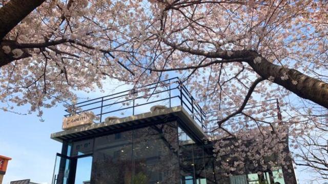 시각과 미각을 홀린 벚꽃 명당 4ㅣ마리끌레르