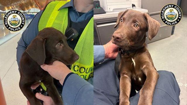 “댕댕이 비행기 같이 못 타요? 그럼 버려야지” 공항 반려견 유기 잇따라
