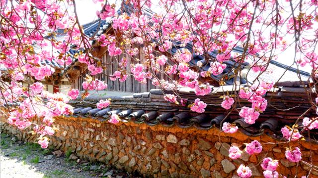 [순천시] 매화에서 겹벚꽃까지... 천년의 봄이 이어지는 선암사, 지금이 절정