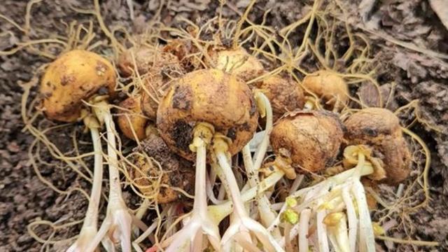 풀처럼 생기지도 않아 무심코 지나쳤는데, 봄에 먹는 '보약'으로 최고라는 '이것'